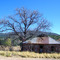 Looking east at old house and tree