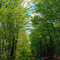 Forêt de Seillon, Péronnas