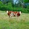 La vache à deux têtes !