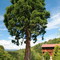 Sequoia au Moulin Richard de Bas
