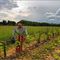 BOUILLAC [24] : Épouvantail n°3 dans une vigne à la Calprade.