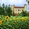 Mansencome Castle behind sunflowers