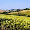 Zonnebloemvelden, Tournesols de Gascogne (env. Lectoure-Condom)