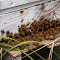 Abeilles