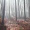 forêt landaise