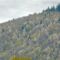 Arbres en fleurs sur les collines du piémont pyrénéen