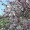 FRANCE - IZAOURT - SUD OUEST -PRINTEMPS