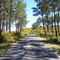 Hourtin Forest