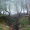 BOSQUE CON NIEBLA