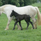 2007-06-Joséphine et son petit poulain Chupa