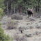 Moose on the loose