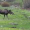cow & calf in CSFSP
