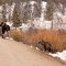 Baby moose following mama out of the river