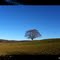 lune et arbre seul à Montgriffon