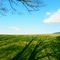 Ombres d'arbres