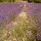 Lavendel