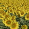 Sunflowers in the Drome