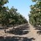 Pistachio orchard about 5 miles NE of Corcoran, CA