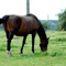 Resting after horseback riding in Couleuvre, France