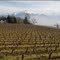 Szőlő - hegy,  Grapes-mountains