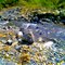 Ruisseau de Grésy