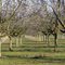 Forêt de noyers