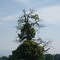 On s'est rendu compte que si on continuait à perdre des arbres on finirait par ne plus en avoir.