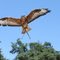 Merveilleux Rapaces -- Wonderful Raptors