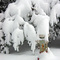 Fire Hydrant
