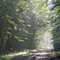 Sous-bois