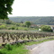 BOUZERON dans les vignes ( Avril )