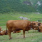 Vanoise, Hameau du Ritord et ses habitantes....