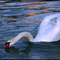 Mr Swan
