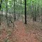 Trail Through the Scrub Trees