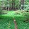 Trailhead Into The Woods