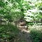 Trail Through the Pines