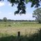 Charolais-koeien in Loire-vallei bij Vindecy (Trudi)