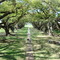 Oak Alley Louisiana