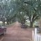 The longest alley of oaks