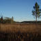 MUD PRAIRIE LAKE OCALA NATIONAL FOREST