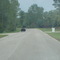 BLACK BEAR ON FISHER RD