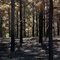 A scorched longleaf pine plantation