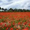 >Coquelicots de l'Arbois