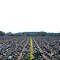 Field of Purple Cabbage, CR 2006, Flagler County, Florida