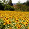 Tournesols