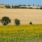 Paysage du Lauragais, Juzes, Midi Pyrénées, France (2004)
