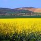 Paysage du lauragais...........