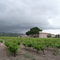 Le Domaine viticole de Suriane