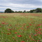 Pour Audrey -  champ de blé près des Grandes Bastides