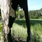 Platane foudroyé, pigeonnier abandonné